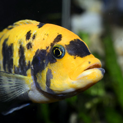 Fische