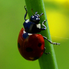 Tiere